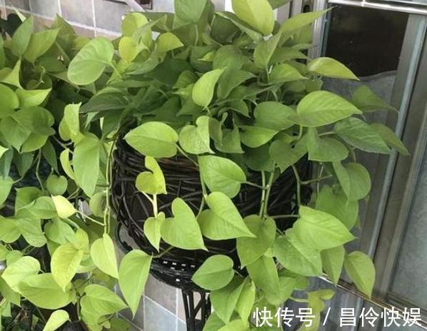 4种植物''爱喝酒''往培养土里倒点,植株蹭蹭疯长、轻易爆盆