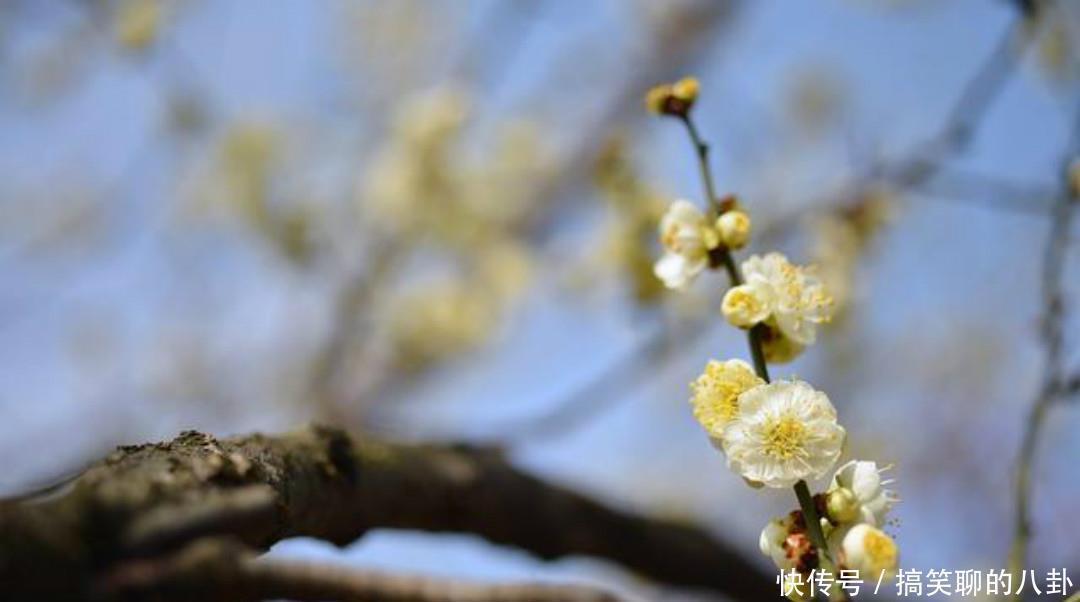 白梅|一首清新脱俗的咏梅诗,不仅写出了新意,同时每一句还另有深意!