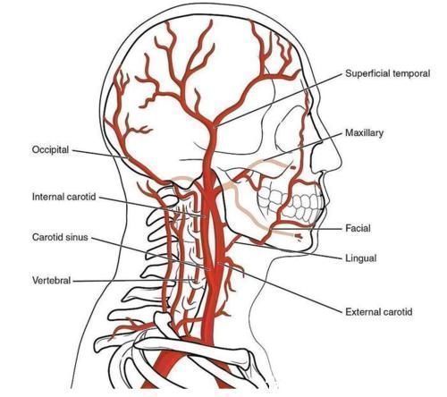 脊髓|颈椎,为何为“百病之源”!颈椎病分10级,超过2级就要注意了