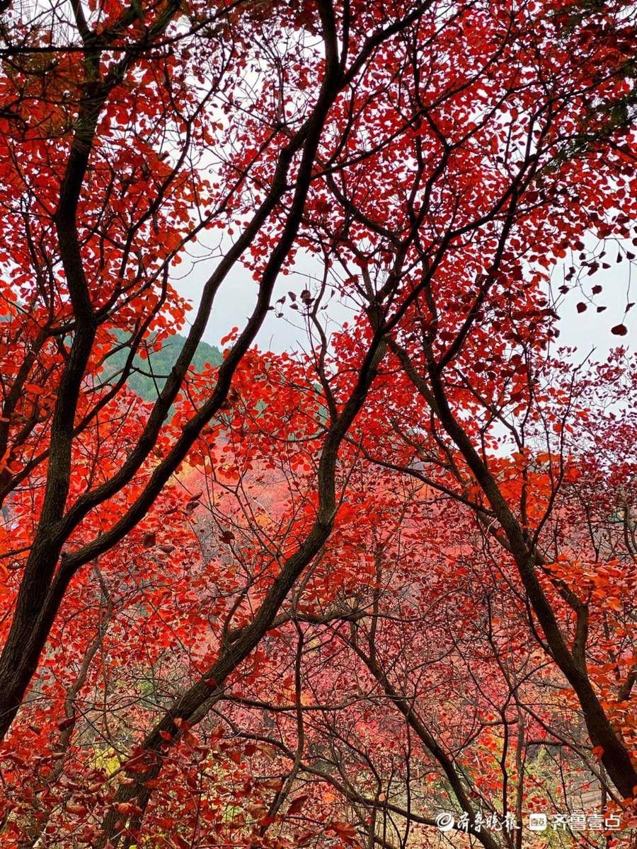 秋日美景正当时！壹粉推荐赏景佳地获奖|11月4日最佳情报| 佳地