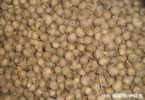 常长在玉米地,有很强毒性不能生吃,20年前很多人挖它挣学费