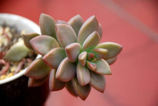 多肉萌新养这几种,不用打理就能活,省心省事颜值不低