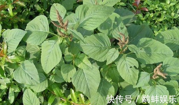 马齿笕|比马齿笕还营养的野菜,有不少好处,城里人买都买不到!