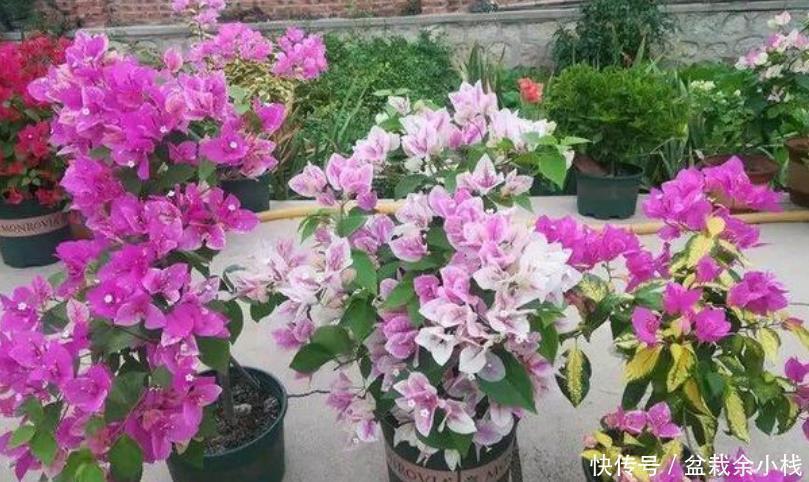 四季|家里养上3种花,不见叶子只见花,花姿妖娆,四季繁花似锦