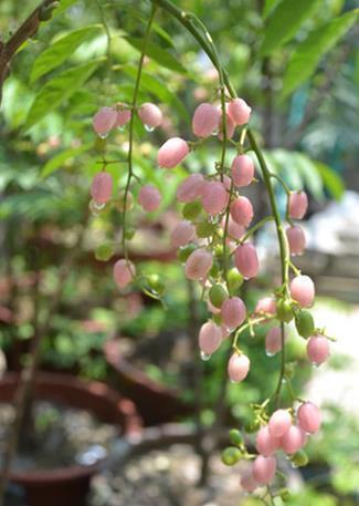 花瓣|农村一种野果,人称“山黄皮”,市场上卖几十元一斤