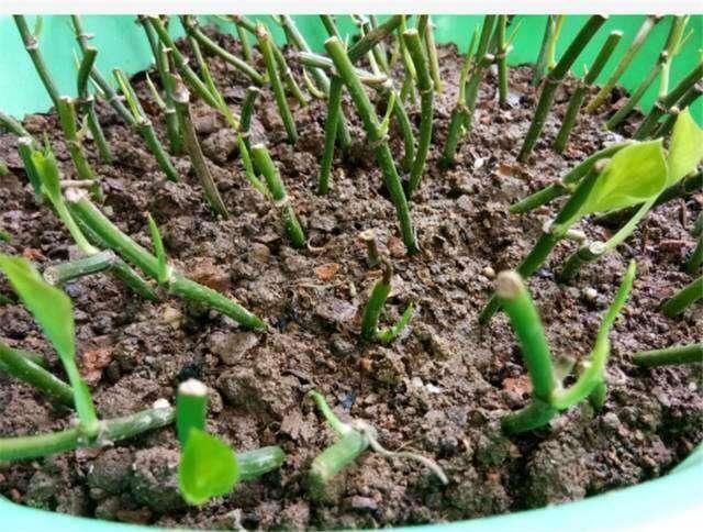 秋凉扦插“3种花”,枝条沾上“水土”,7天呼呼冒白根