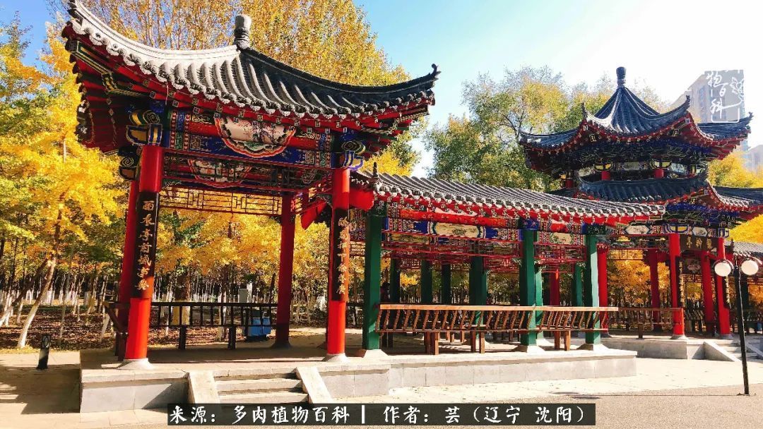 血罗|万物皆有灵性，一年四季有多肉陪伴真好！