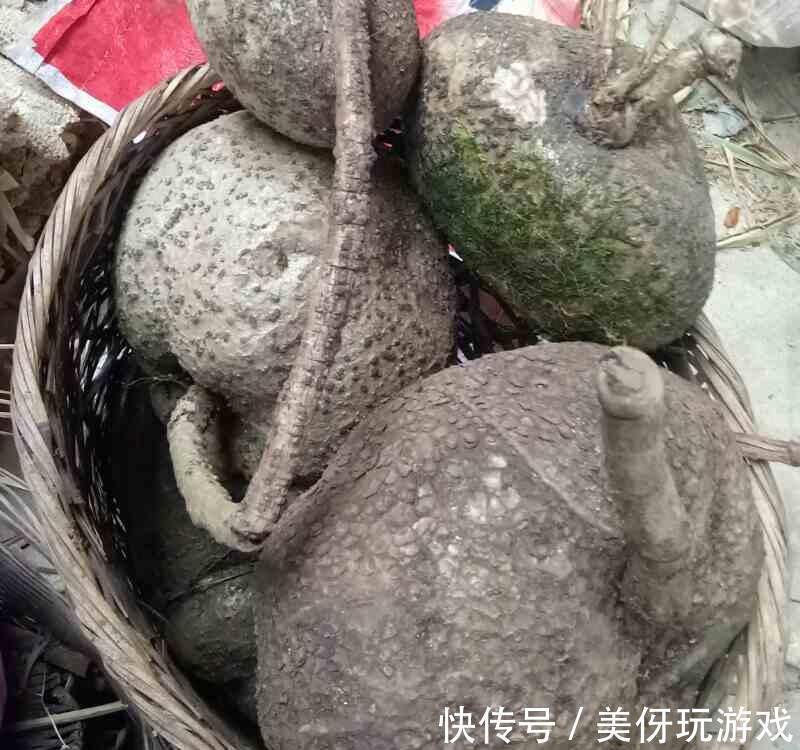 叶片|9种养不死的花,绿萝只能排最后,再养不活就剁手吧