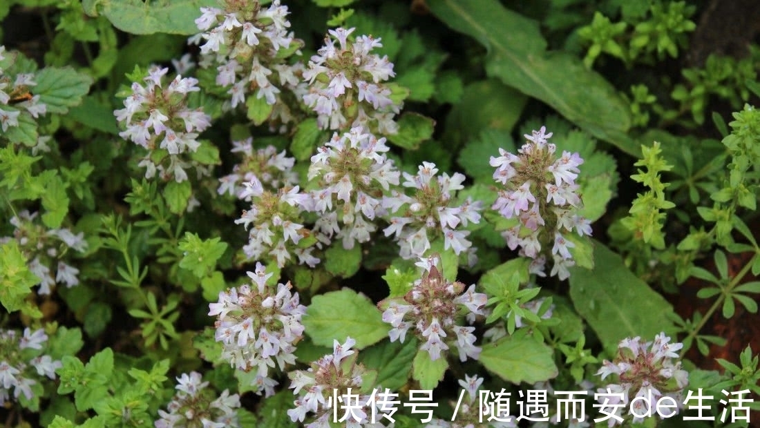 野草|农村地区有这样一种植物，堪比“金疮药”，你们可曾见过？