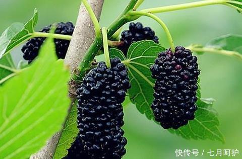 经常吃“桑葚”的人,身体会有什么变化呢?你可能还不清楚!