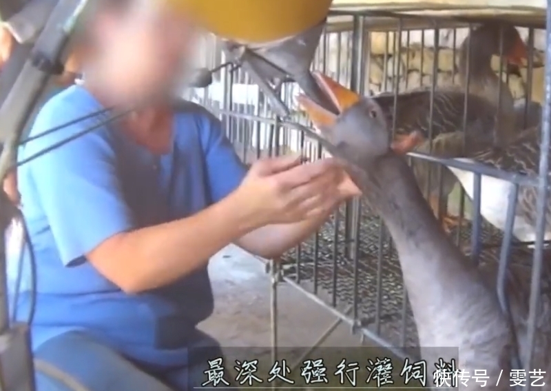 鹅肝|强迫进食，“填鸭式”育肥，用酒溺死后再烤，法国大餐的残忍吃法