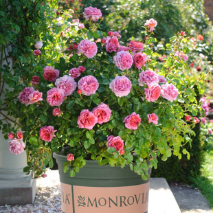 这三种花路边就能捡回家,家里养一盆,花大味香,比绿萝还好看