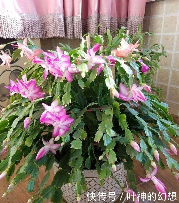 给蟹爪兰浇点这种水,叶片蹭蹭的长,又肥又大