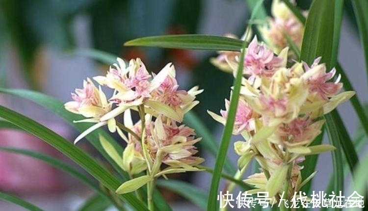 最香的“4种花”，漂亮又好闻，全年开花不断，花开美观又大气