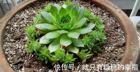 它堪称普货多肉之王,盆栽把控好5个细节,犹如朵朵盛开的莲花