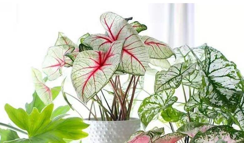 7种花喜欢水,不怕浇死了,浇得越多叶子嗖嗖长,花更漂亮