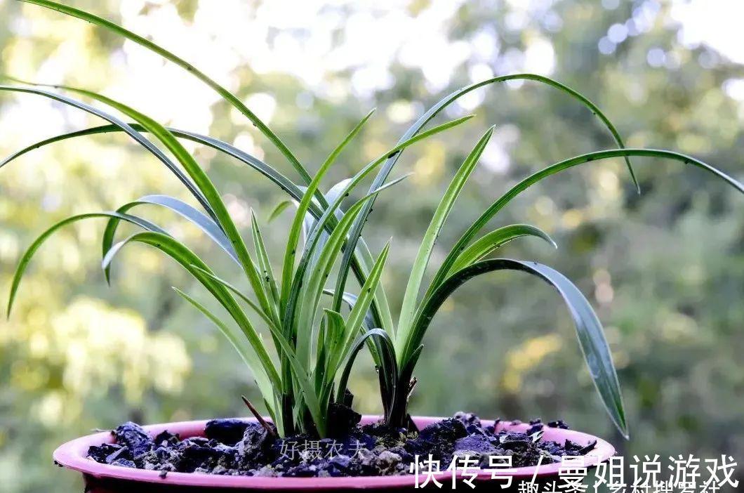 兰花叶尖常有枯黄焦黑,有没有实用的技巧,轻松就解决问题?