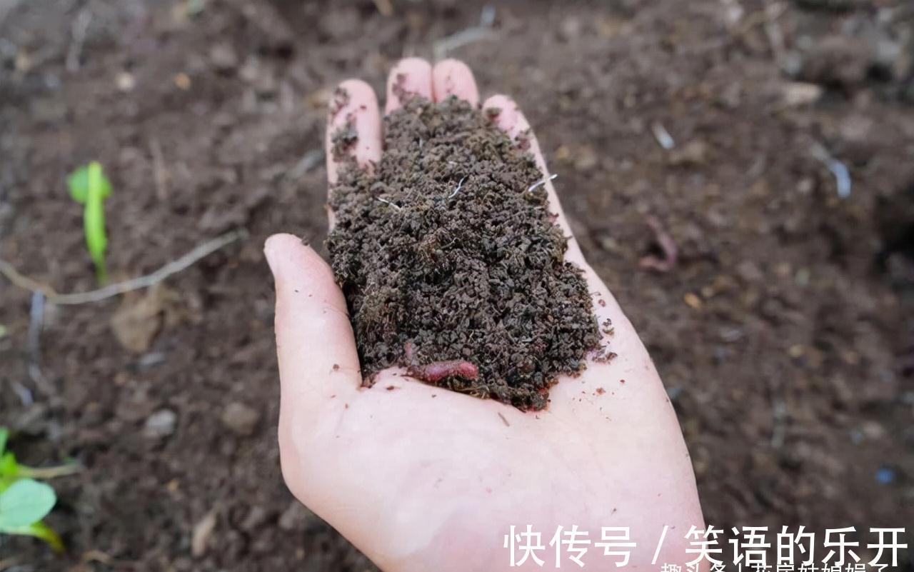 5个养花的基础技能，只有熟练的掌握和灵活的运用，才能养出好花