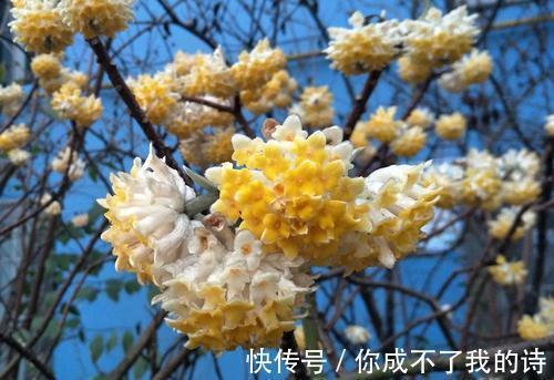 1种古老花卉，开花漂亮，花香浓郁，传言枝条打个结能实现愿望