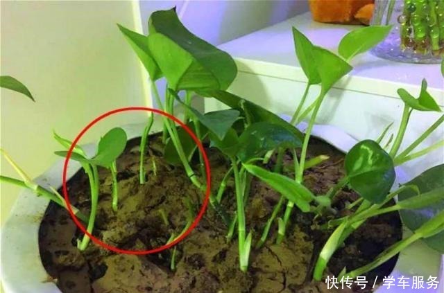 3种花,就得趁现在扦插,再晚就不生根了!3种花,就得趁现在扦插,再晚就不生根了!