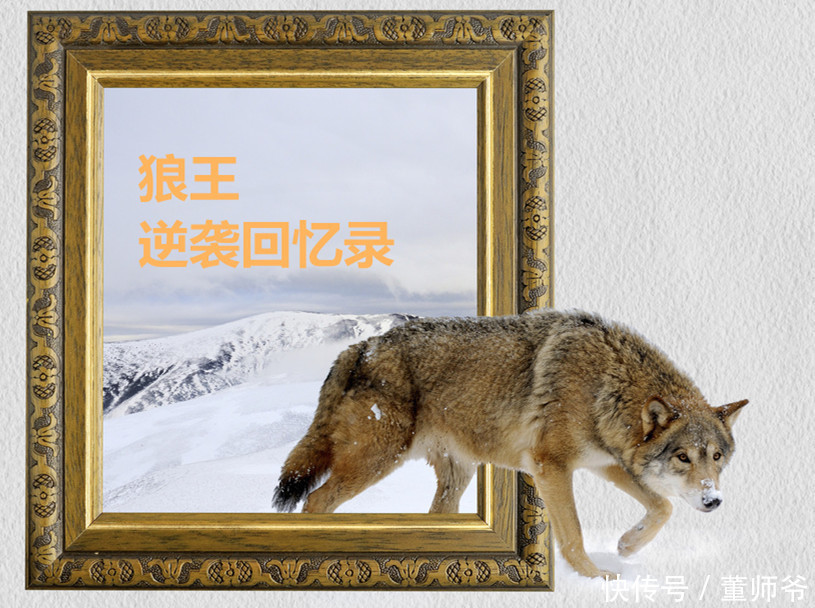 做过|董师爷 狼王逆袭之路