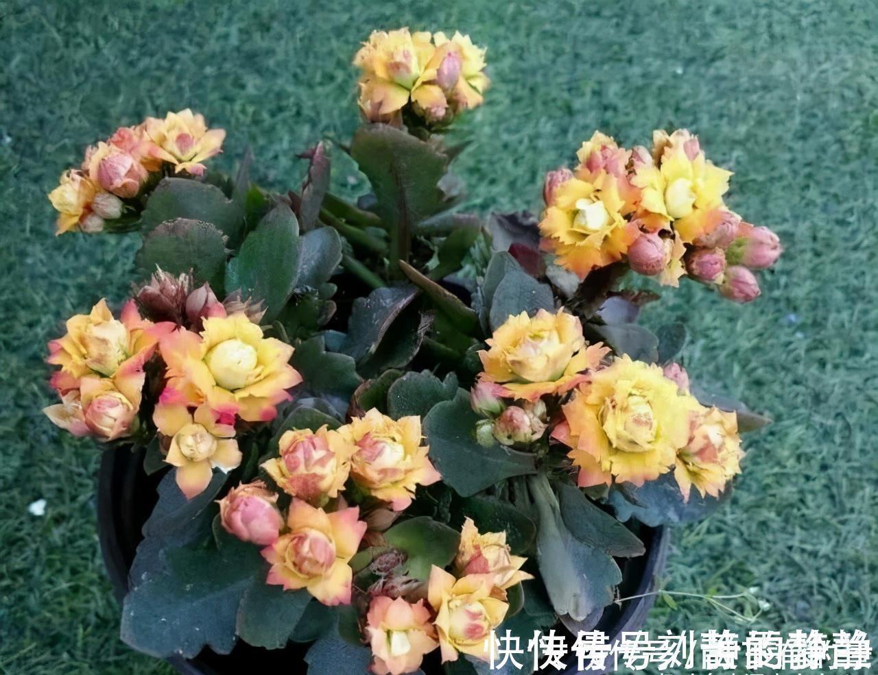 小老桩|长寿花有“三怕”，入冬养护得避开，养成小老桩，清香宜人小半年