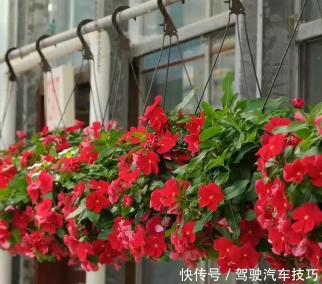 这8种懒人花,花期长,好看又好养!这8种懒人花,花期长,好看又好养!