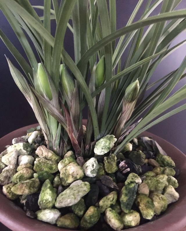 散射光照|家里兰花“只长叶子、不开花”做了这2步,直冒花箭