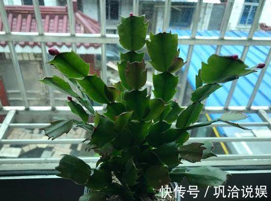 植物|秋养长寿花、蟹爪兰,3方面打好基础,9、10月就能嗖嗖开花