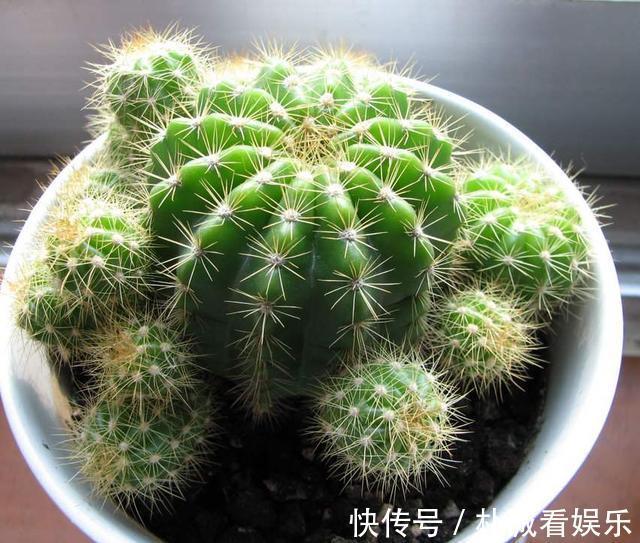 根系|仙人球也养不活别中了商家的“猫腻”,这种球,谁养也难活