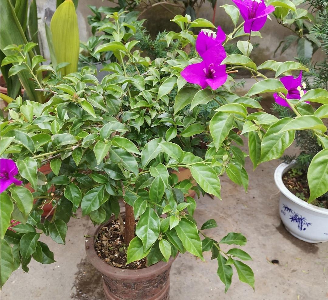 4种漂亮花，冬天不好养？只因没掌握好方法