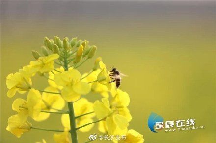 春天到来，金黄一片!望城铜官迎来油菜花“盛放”