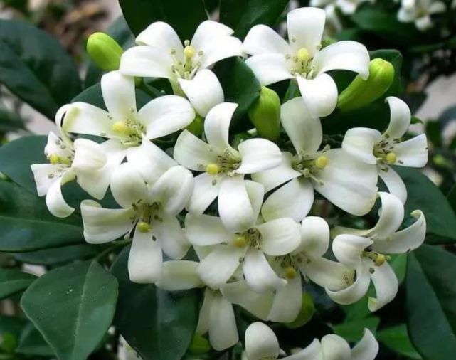 3种“花”快入盆，一插就活，7天生白根，开花不断，家里飘满香