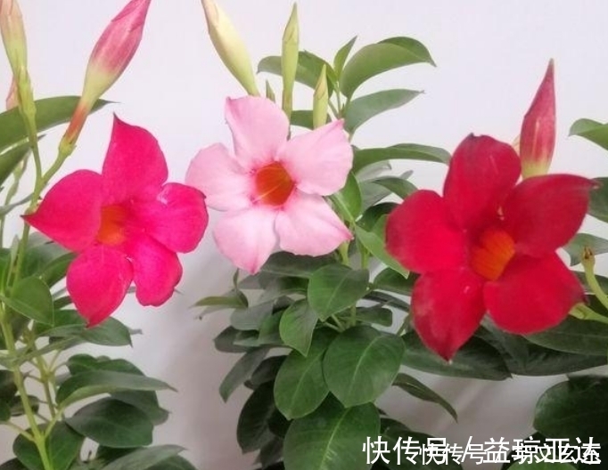 飘香藤|最有仙气的3种花,好养又漂亮,开花一茬又一茬,美如仙境!