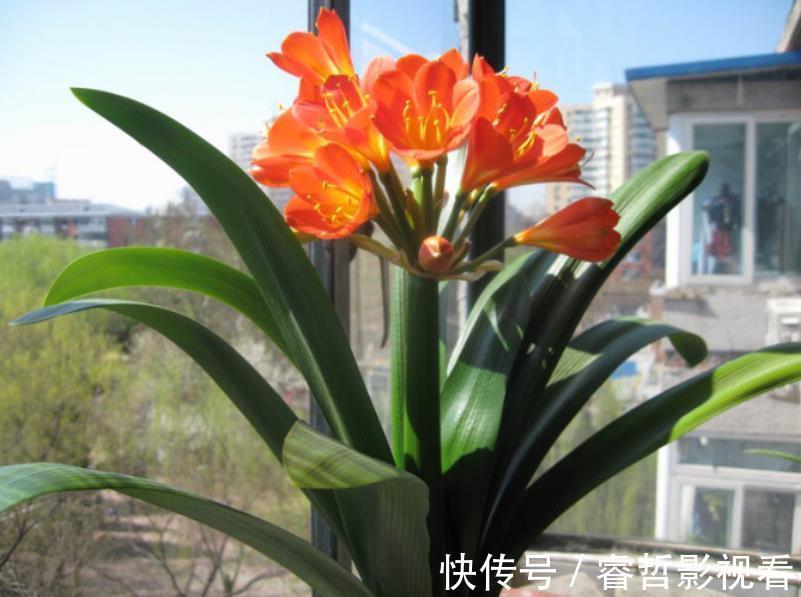植株|立秋以后,养君子兰满足4个条件,新叶花箭一起长,绽放层叠群花