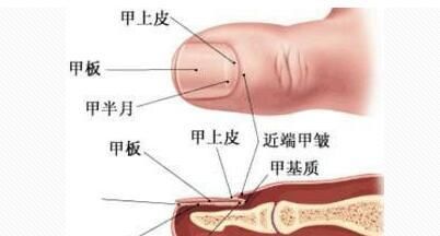 指甲没有月牙，身体就不健康了？大部分人都不知道看这里才有用