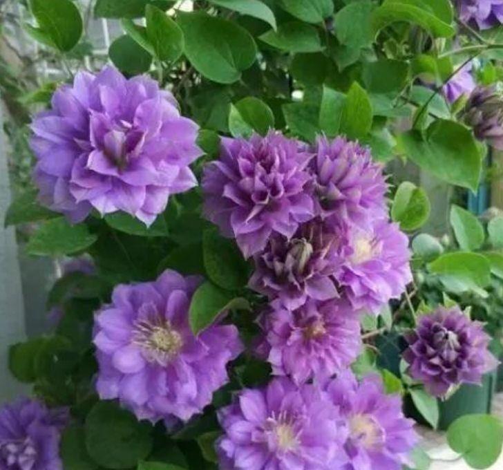 家养几种植物，花朵粉嫩丰腴，绚丽夺目，颜值超高的