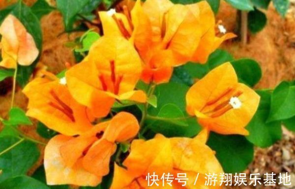 花海|喜欢三角梅,首选“精品”柠檬黄三角梅,花开爆盆,庭院变花海