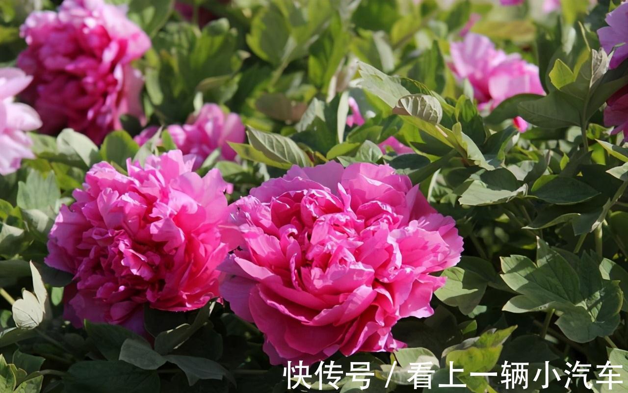 养花|想要养好花王牡丹,这种液体要多用,根茎茁壮,花更大