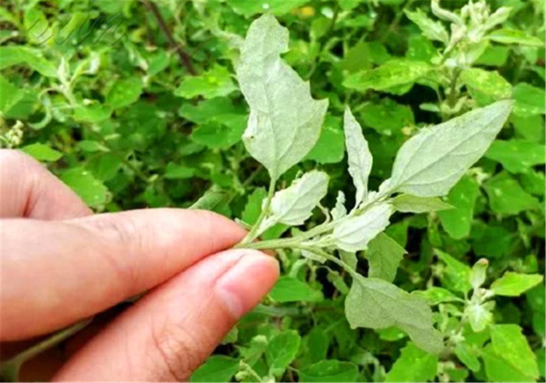 誤以為有毒不敢吃,農民見到就鏟除,其實營養(yǎng)豐富,一斤高達15元