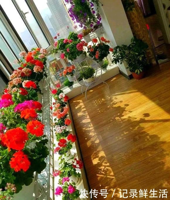 为了养花 她花了3年时间 把家改造成了一个漂亮大花房 太惊艳 粉紫色 为了养花 她花了3年时间 把家改造成了一个漂亮大花房 太惊艳 粉紫色