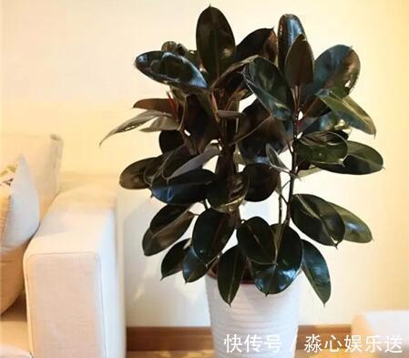 叶片|喜欢橡皮树只用1片叶子，插土里15天冒白根，养出一盆橡皮树