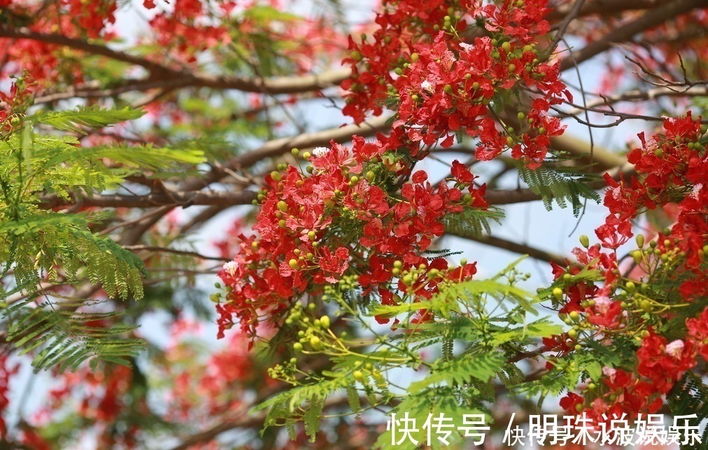 思念|此花是红色的离别和思念，是夏日的悲伤，却是很美的花