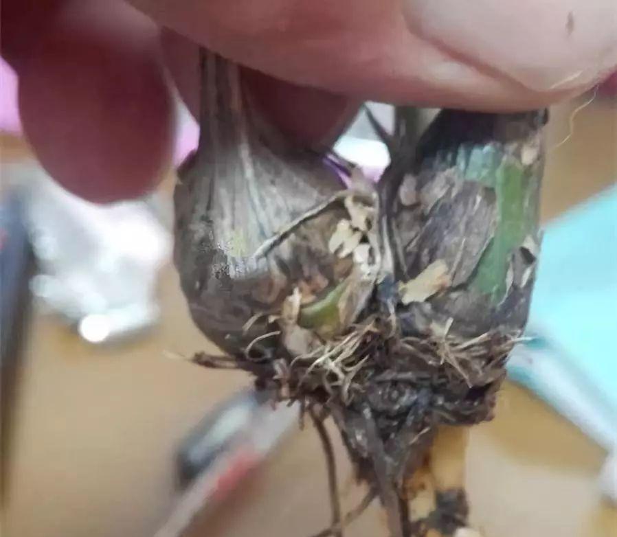 拿它一捂,长寿蟹爪兰嗖嗖冒花苞,多肉呼呼胖三圈