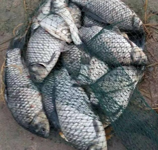 野钓大板鲫的黄金季节已到来，学会这些技巧，比黑坑都要钓的爽！