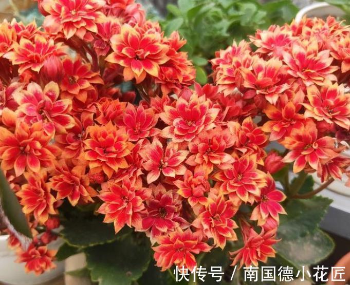 浇水|9月养长寿花,牢记4个要点,叶片肥厚花苞多,轻松开出小花球