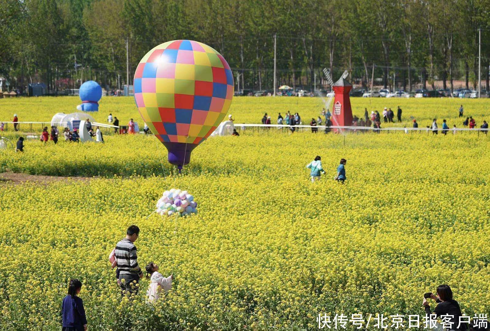 北京近郊最大的油菜花海盛放！快来丰台这个怪村“打卡”吧