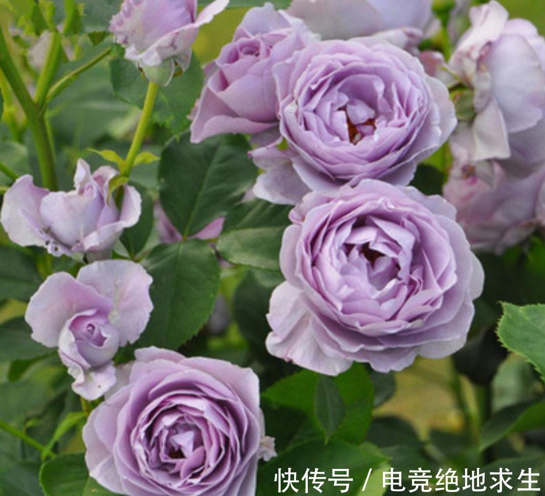 蓝色阴雨，蓝色风暴，两款蓝紫色月季花，优缺点对比