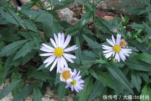 好处|提个醒:见到此野花,一定要拔回家,好处不请自来,作用非常大