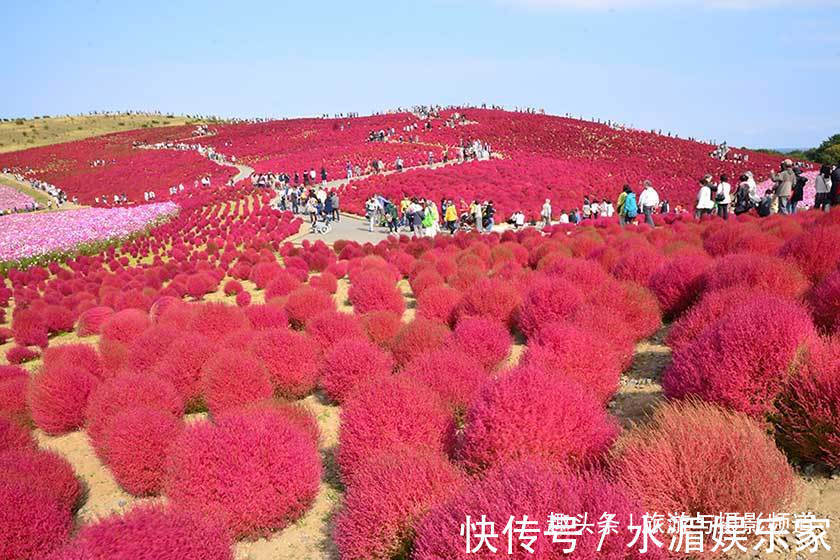 扫把草|日本“花海”吸引游客围观，国人看后纳闷这不就是片扫把吗